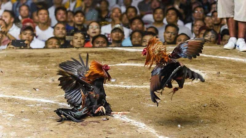 Đá Gà IWIN Đá gà IWIN là gì?